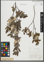 Foto von Salix purpurea L. x Salix waldsteiniana Willd.